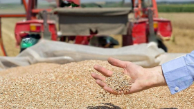 В РФ собрали около 151 миллиона тонн зерна